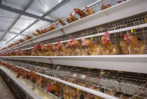 久久精品一区二区免费播放