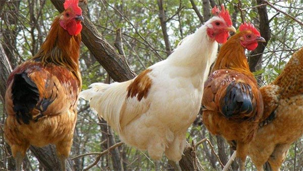 久久精品一区二区免费播放有哪些？